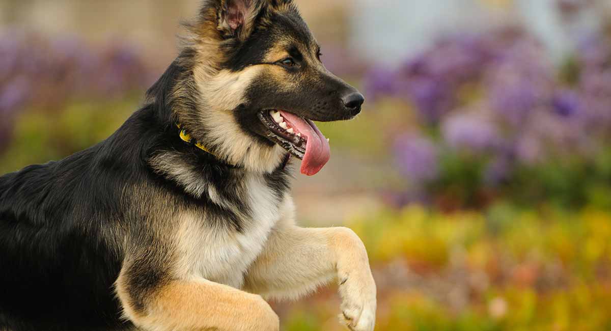 German Shepherd Dog Facts