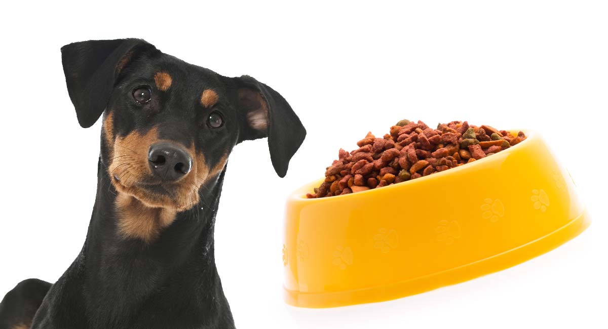 doberman raw diet plan