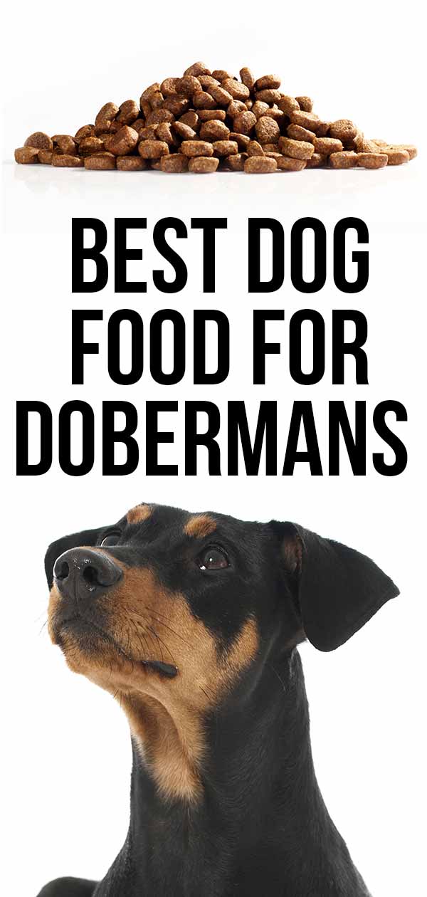 what is the best food for doberman dogs