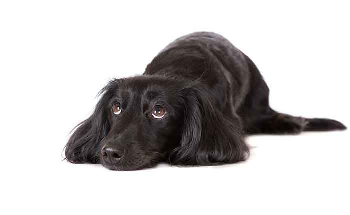 black longhaired dachshund looking sad, on white background