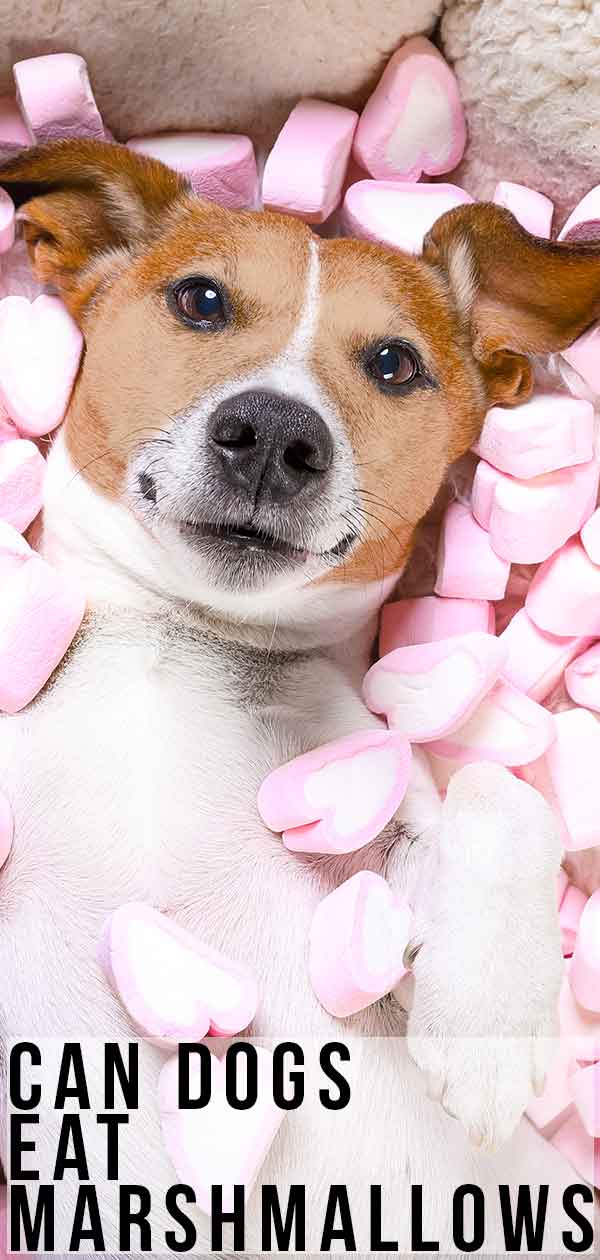 Can Dogs Eat Marshmallows: A Guide to Dogs and Marshmallow