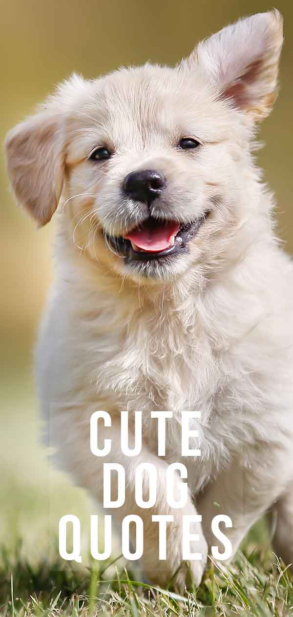 Cute Dog Quotes – Adorable Enough To Brighten Up Any Day!