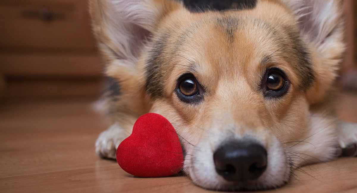 Dog Love Quotes To Send Your Heart Into A Tail-Spin