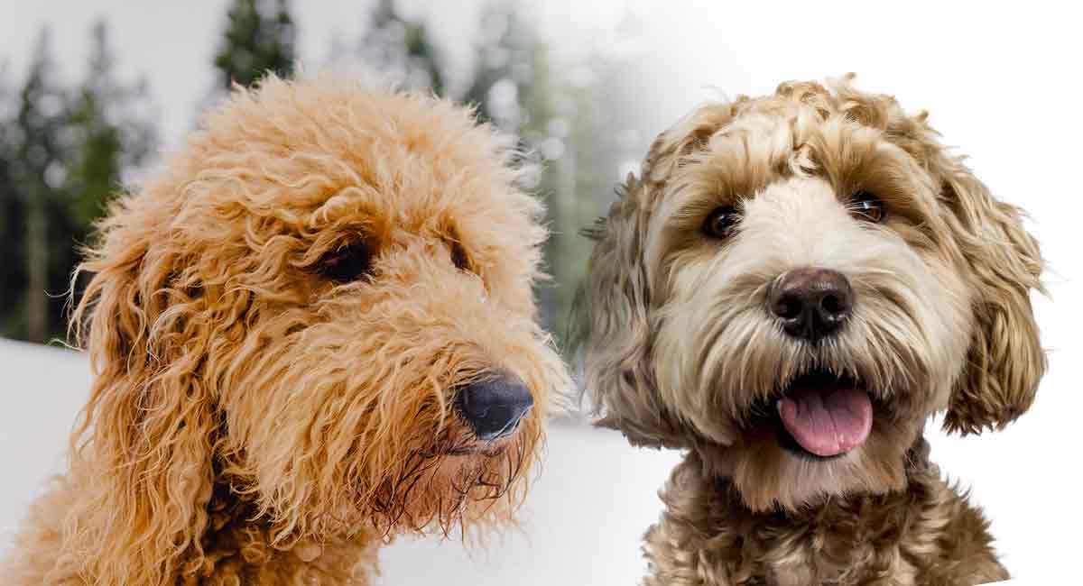 difference between labradoodle and goldendoodle