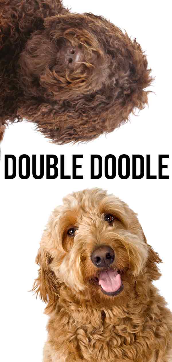 what is a double doodle poodle