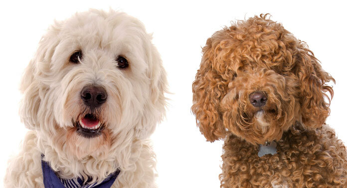 Goldendoodle and labradoodle store difference