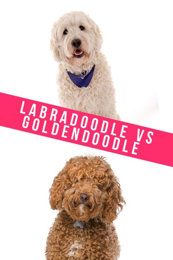 labradoodle vs goldendoodle