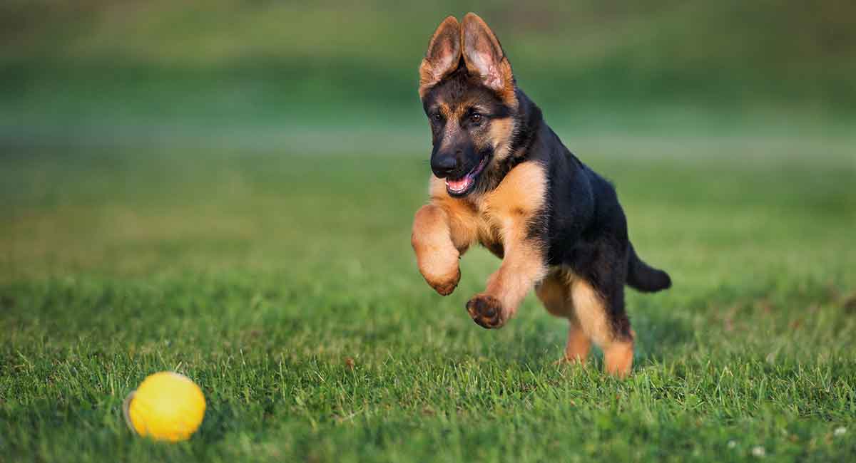 best toys for german shepherds