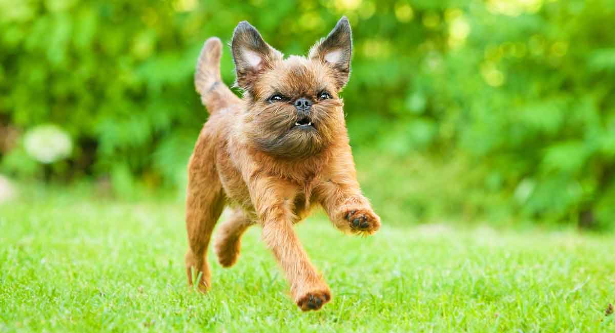 brussels griffon puppy