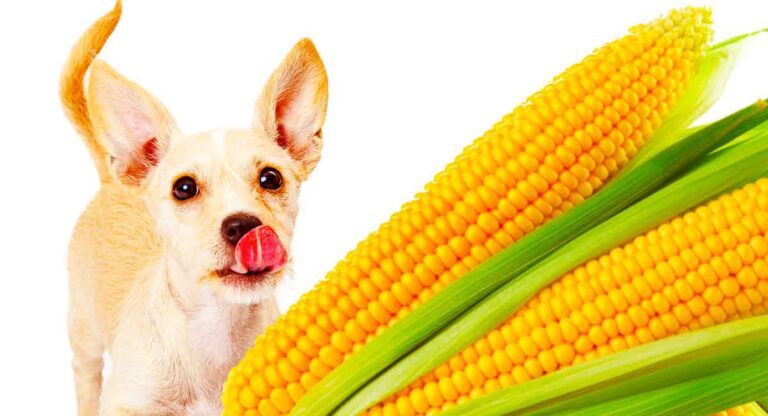 can-dogs-eat-corn-a-guide-to-corn-cobs-and-corn-kernels-for-dogs