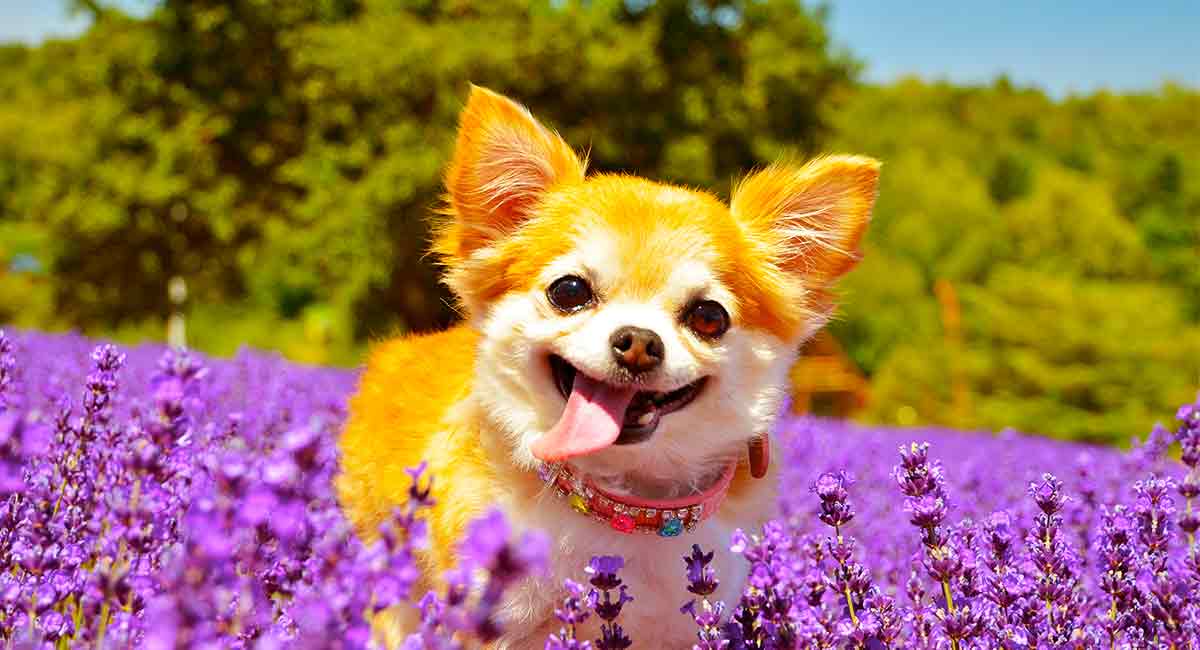 really cute chihuahuas