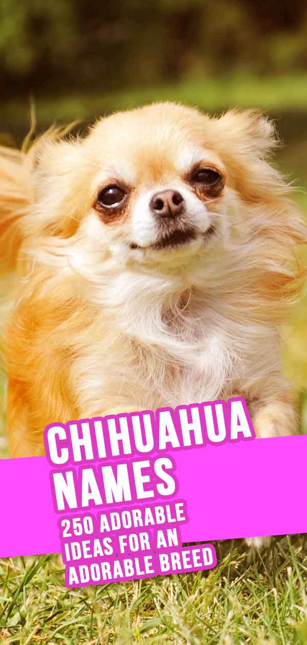 chihuahua names