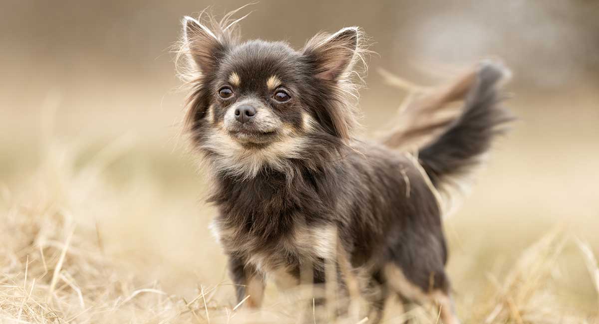 3 month old 2024 long haired chihuahua