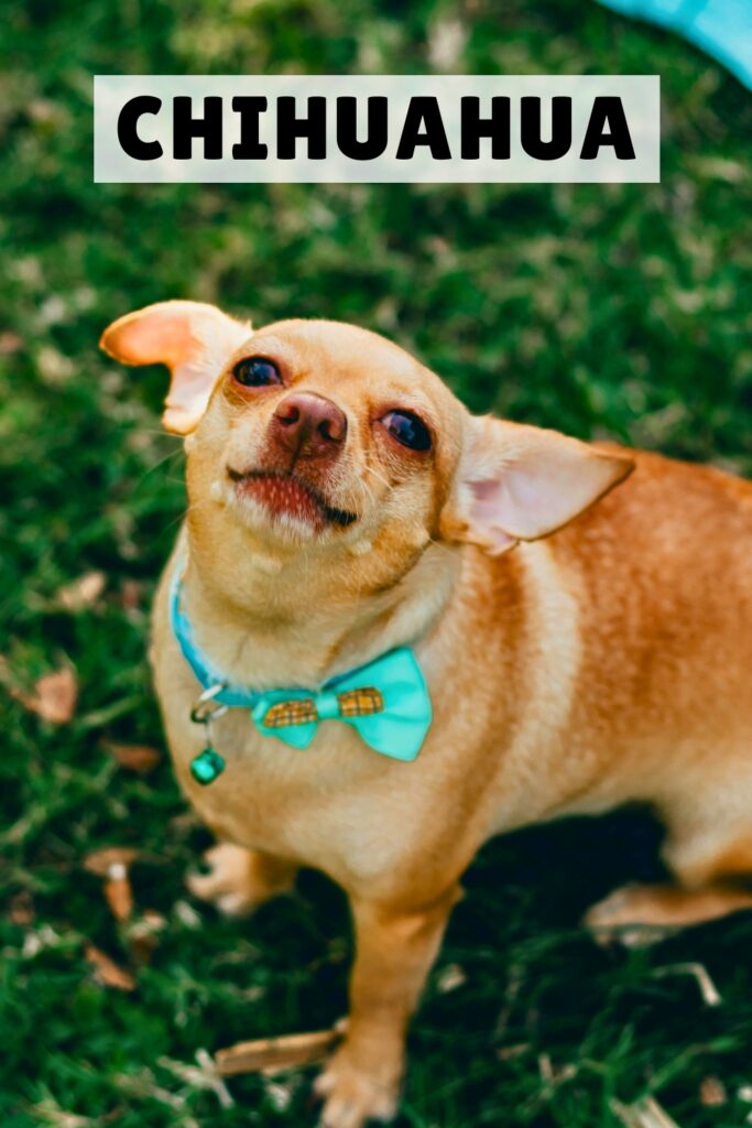 photo of a brown chihuahua dog with a green collar