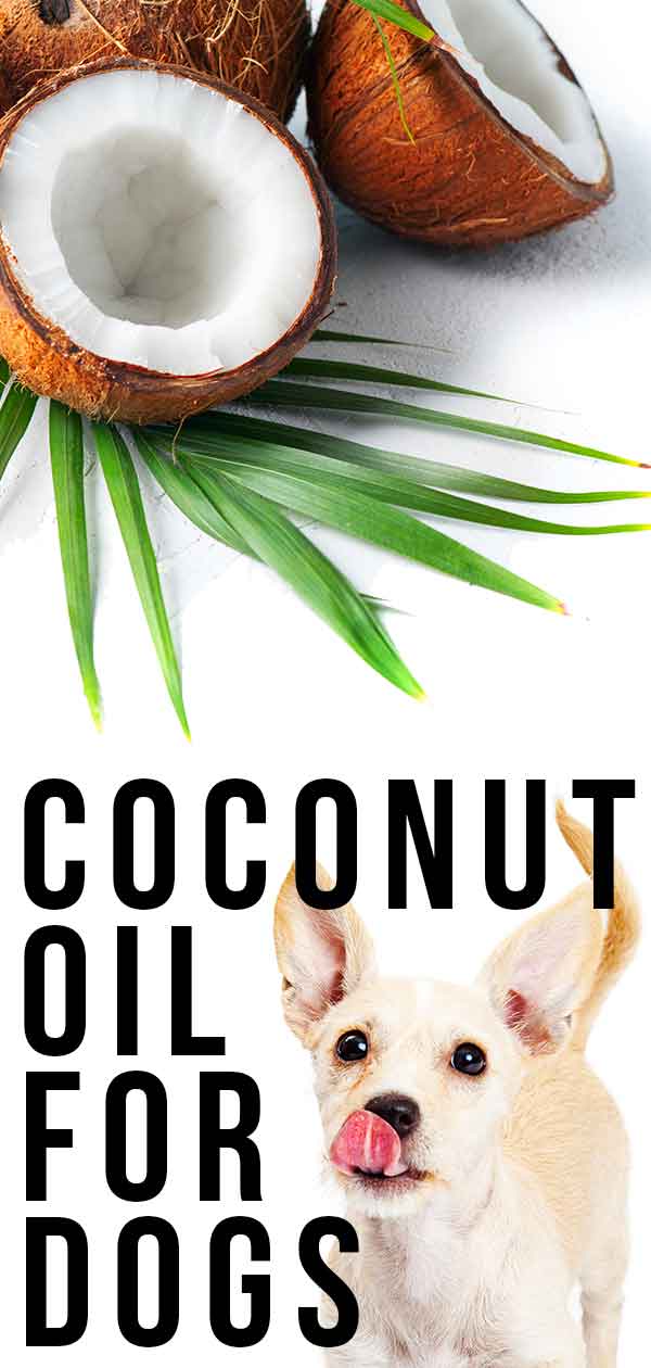 Coconut Oil For Dogs What Are The Benefits And Does It Really Work?