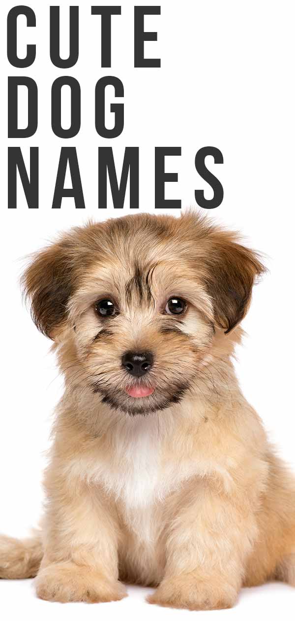 Cute Dog Names - Over 200 Adorable Names for Boy and Girl ...