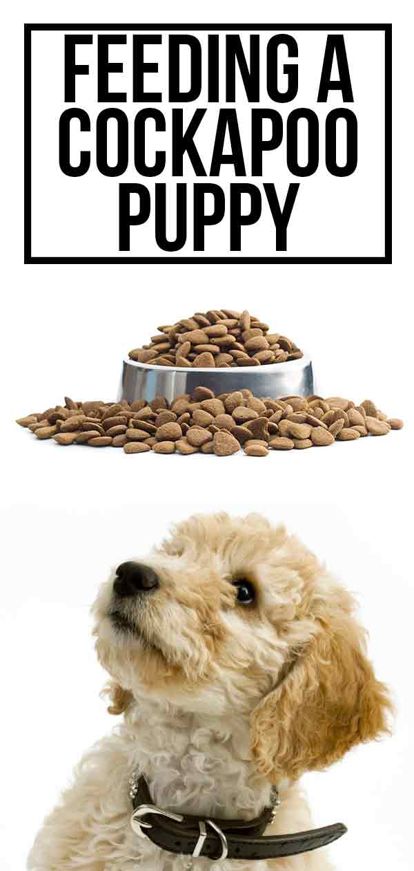 How Much To Feed A Cockapoo Puppy Chart