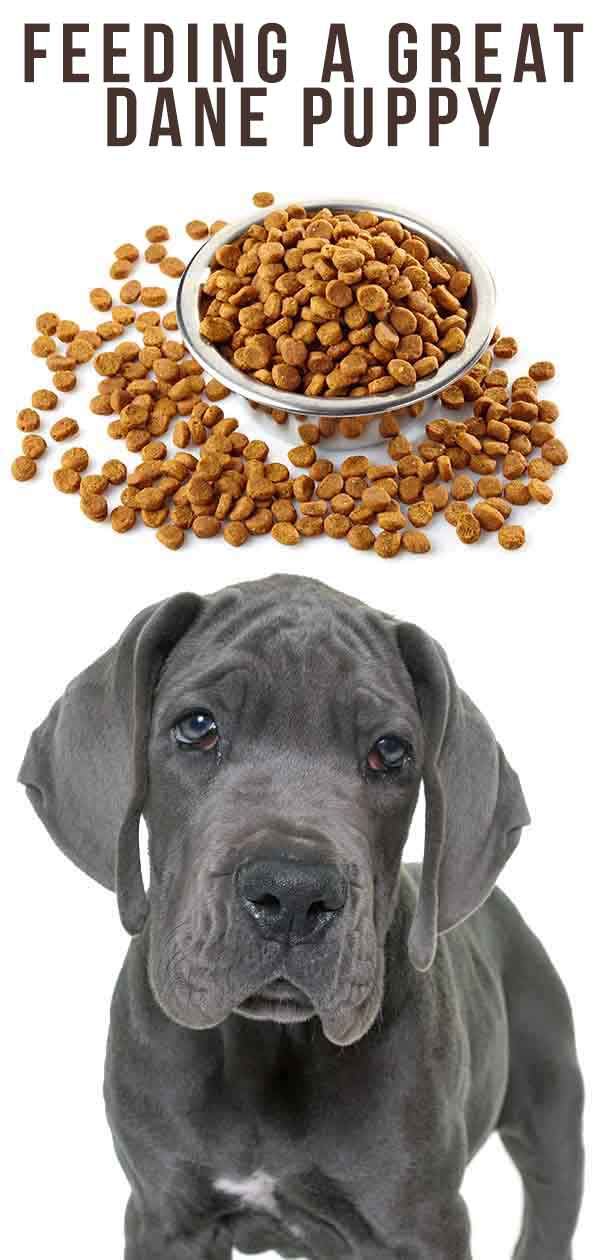 best food for great dane puppy uk