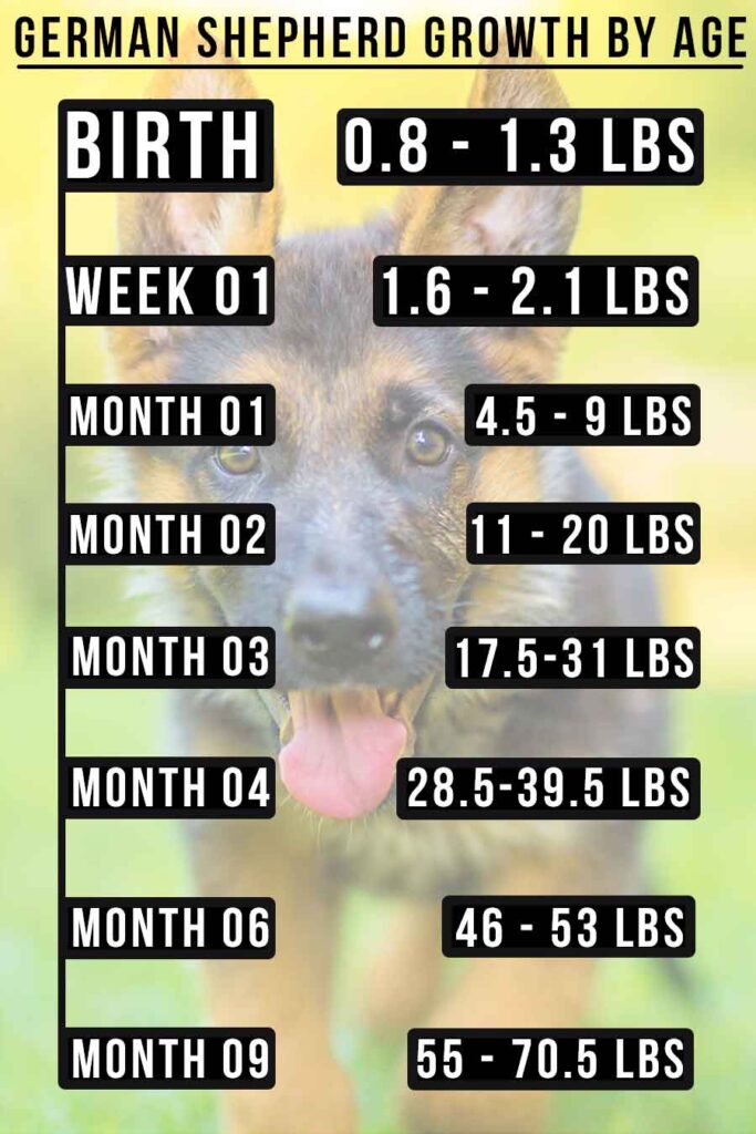German Shepherd Puppy Growth Chart