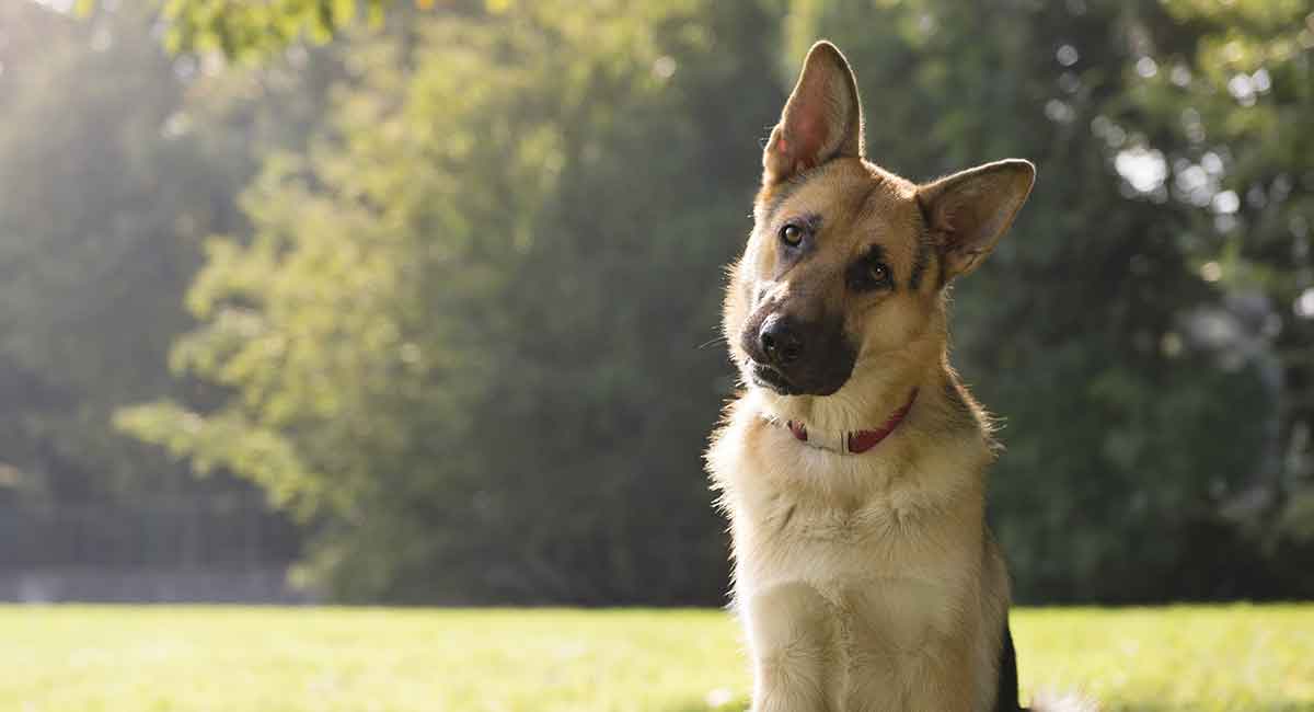 how much should a german shepherd weigh