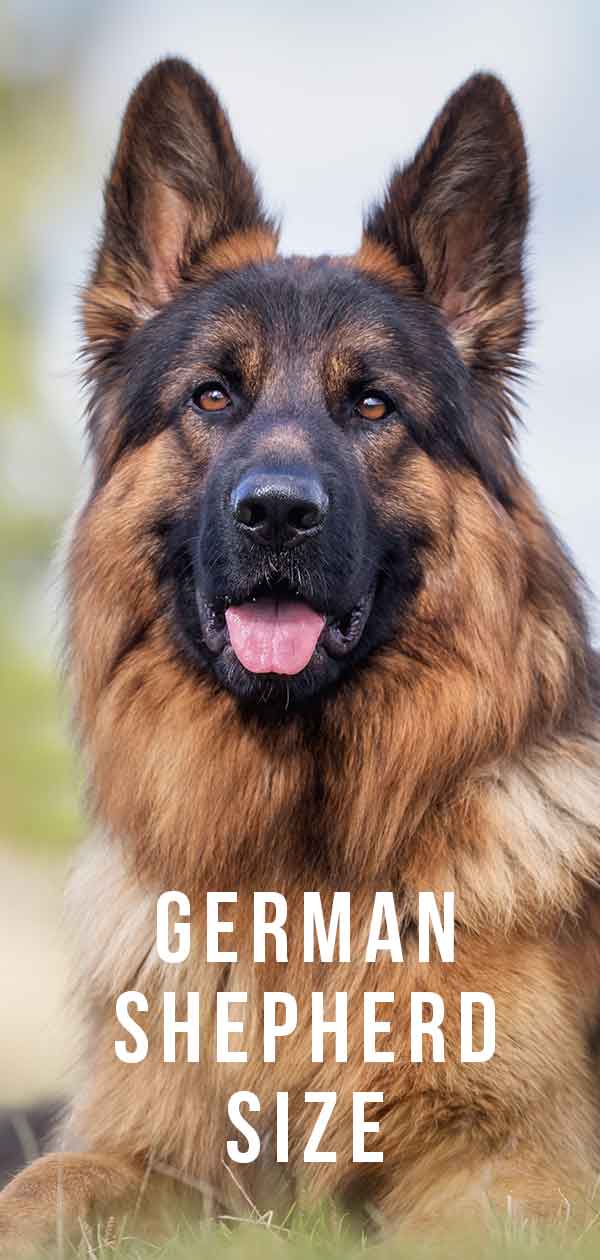 Dog Years Chart German Shepherd