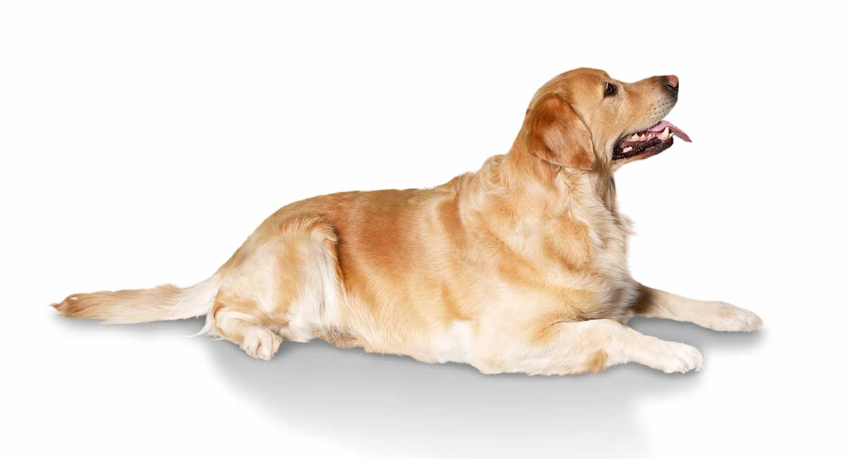 medium size golden retriever