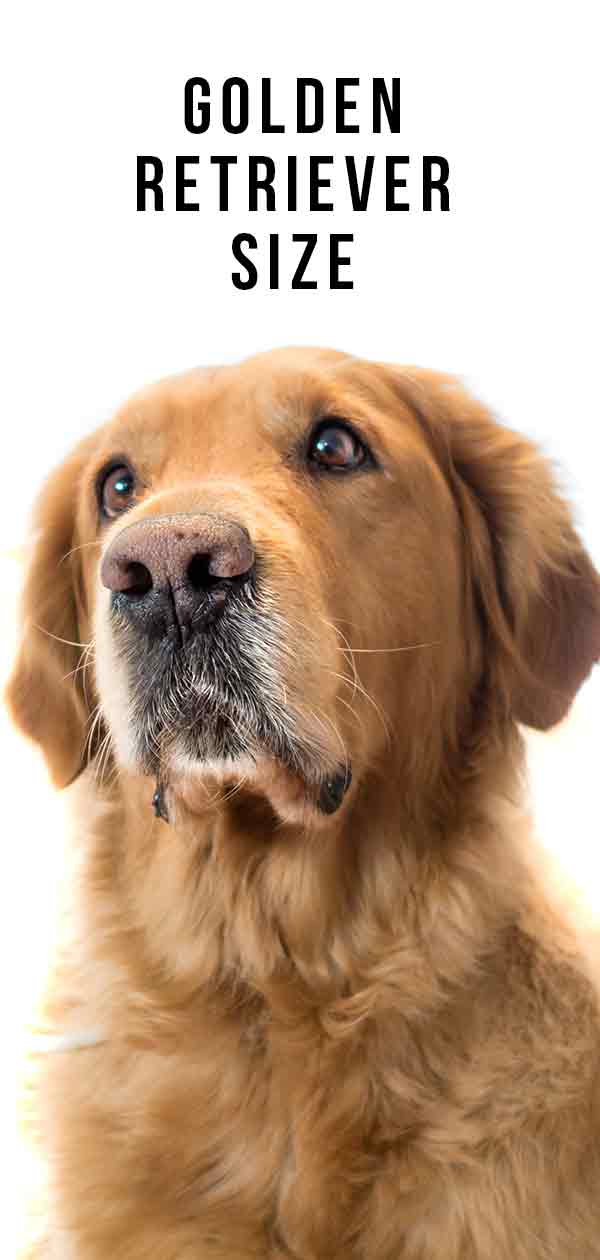 how much should a golden retriever weight