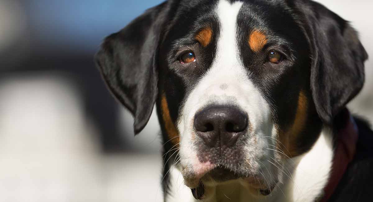 Greater Swiss Mountain Dog Breed Information Center