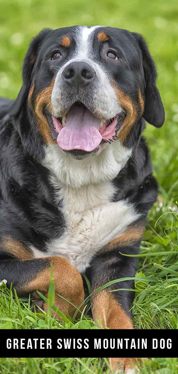 best food for greater swiss mountain dogs