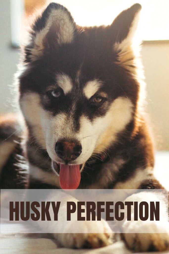 photo of a siberian husky with text overlay that reads: husky perfection