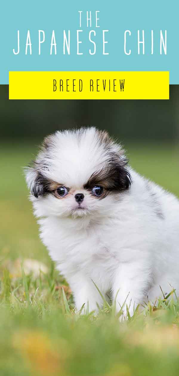 can japanese chin be white