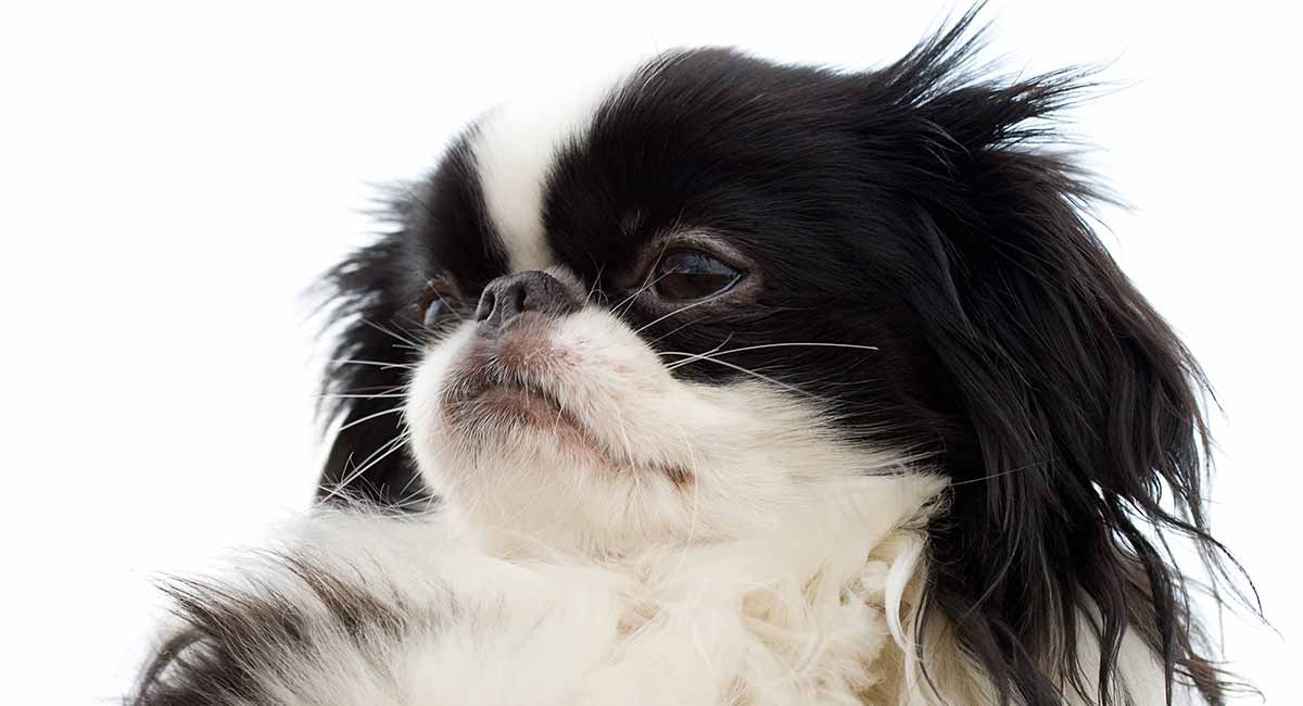 a japanese chin dog