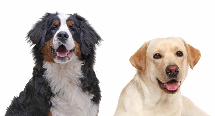 Centro Informazioni Labernese: La razza Bernese Mountain Dog Lab Mix | bend