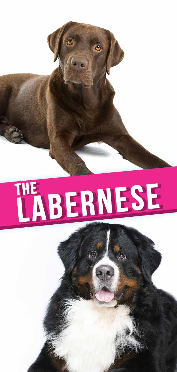 labernese