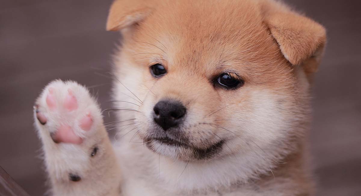 Fluffy Shiba Inu Puppy