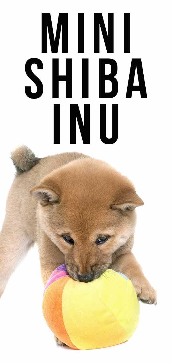 miniature shiba inu puppies for sale