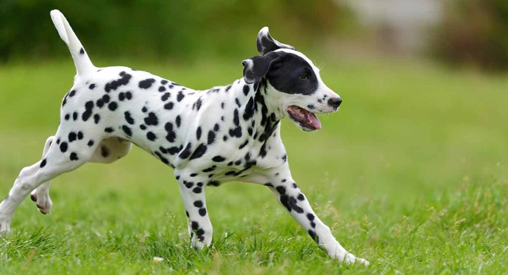 Dogs of this breed store are white with black spots