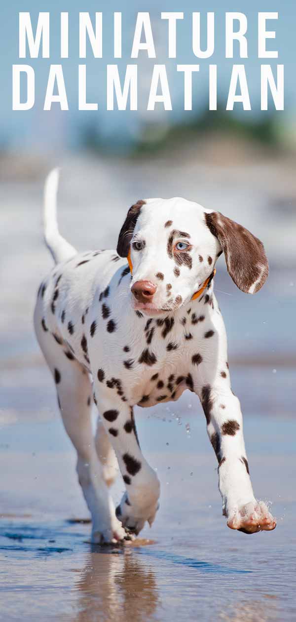 Miniature Dalmatian