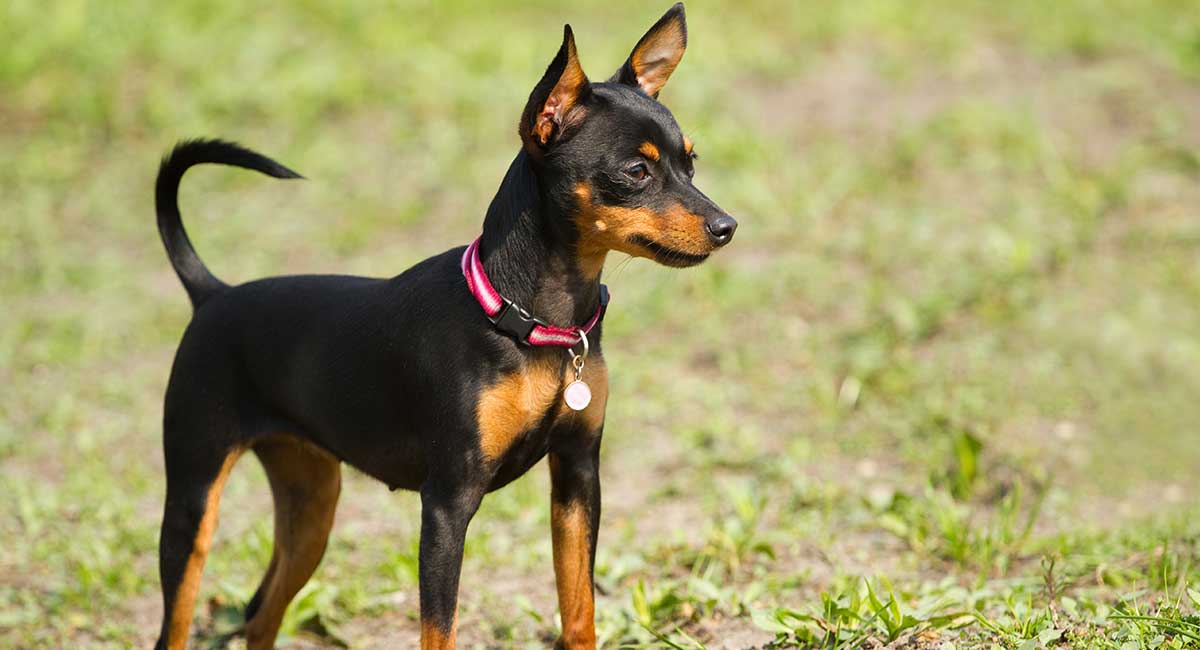 a dog that looks looks like doberman