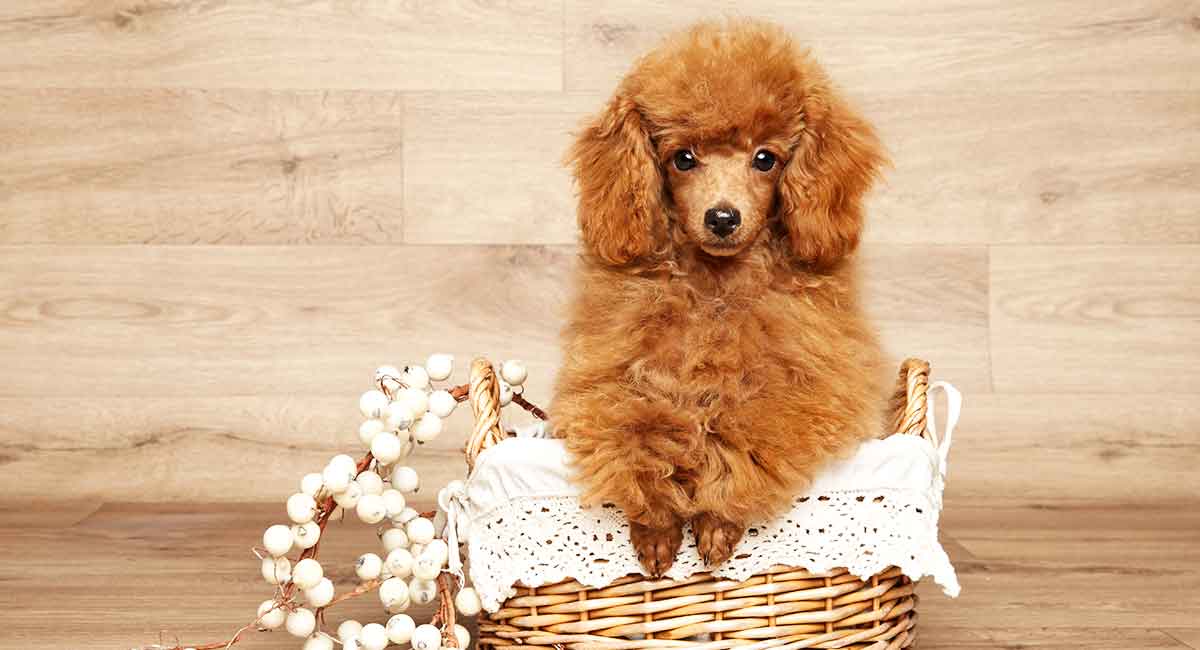 Miniature Poodle Dog Breed Traits Care and Personality