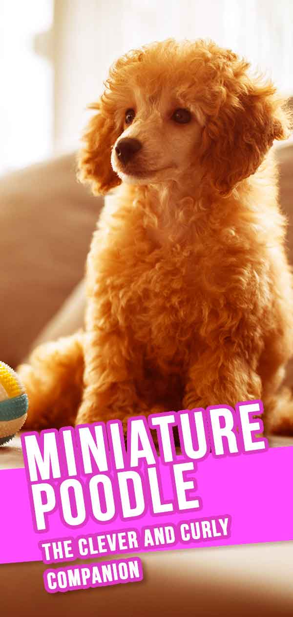 Miniature Poodle Dog Breed Information Center - The Mini Poodle Guide