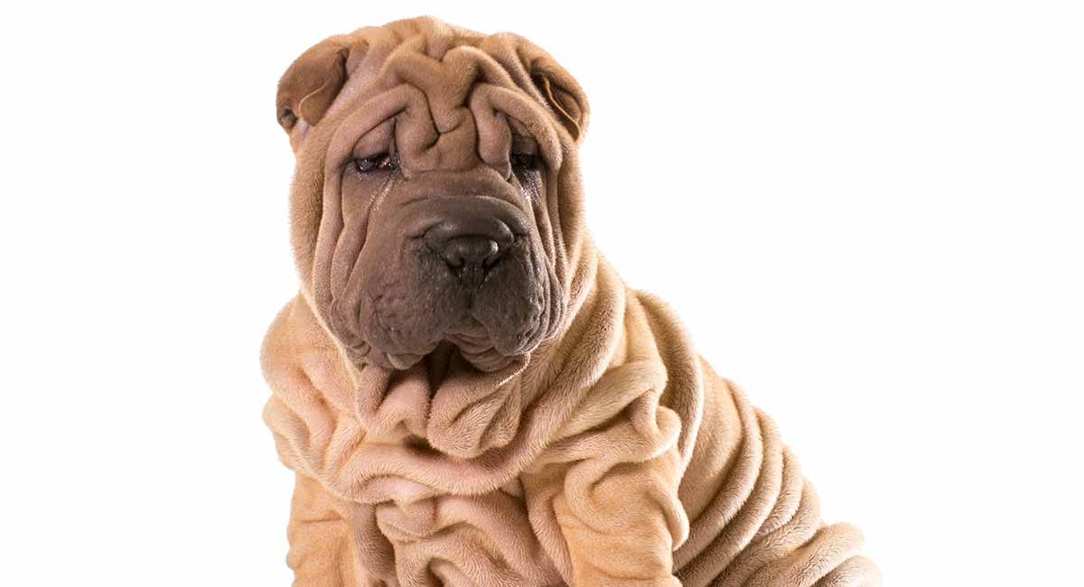 Miniature Shar Pei A Guide To The Smaller Version Of The Breed