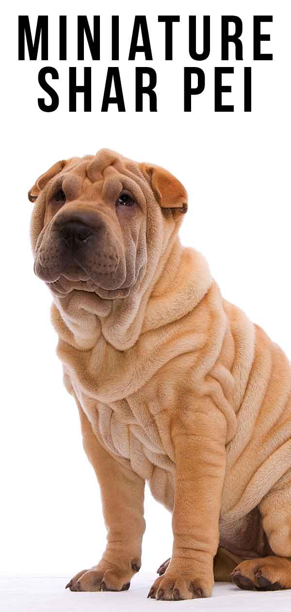 miniature shar pei