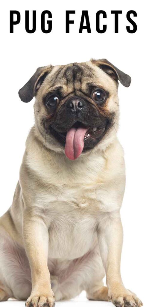 22 Pug Facts - How Well Do You Really Know Your Favorite Dog? - The ...