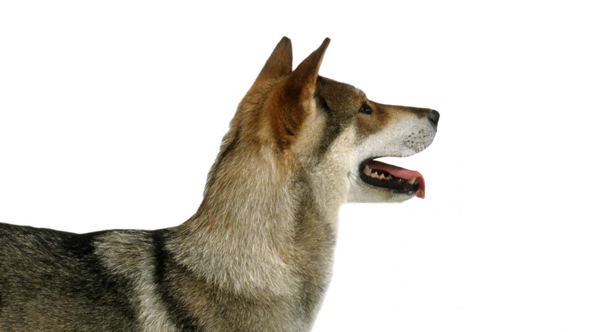 what kind of dog is a shikoku