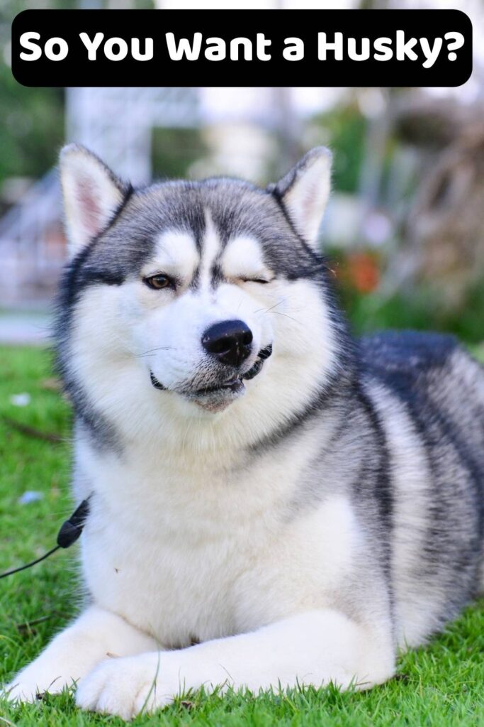photo of a Husky