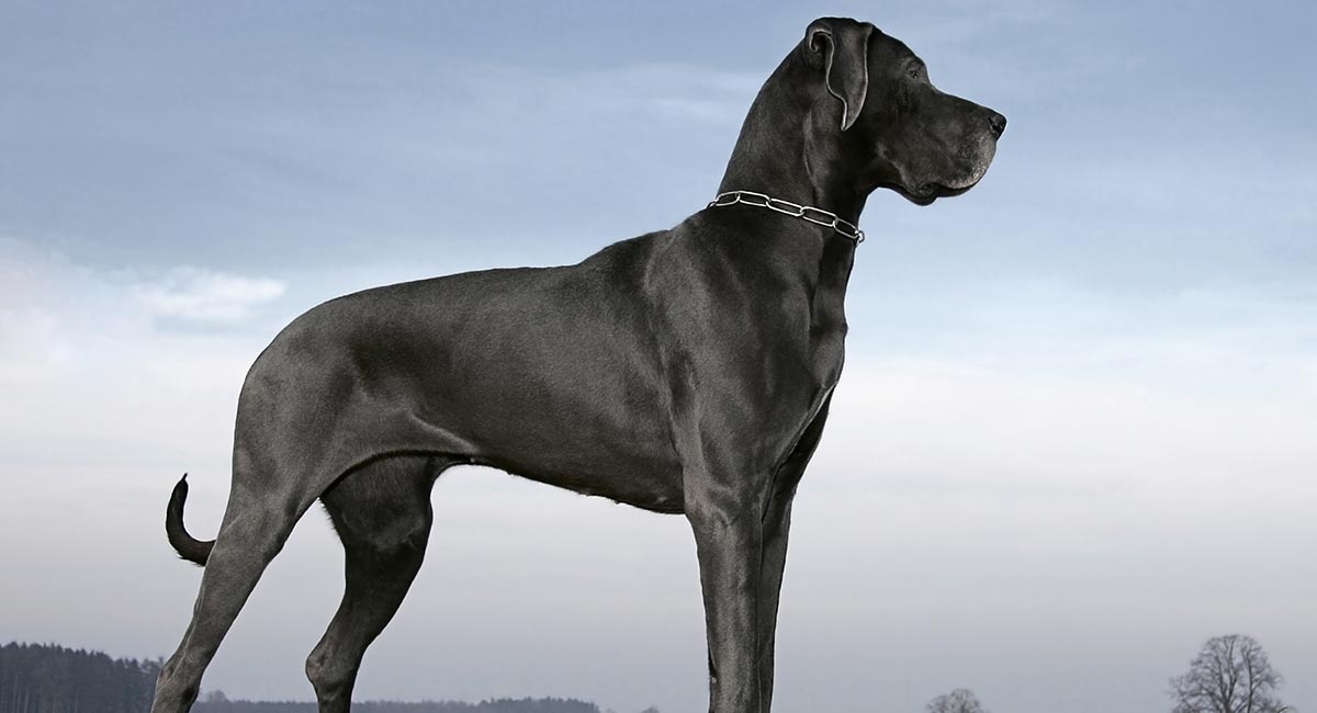 strong-dog-names-perfect-names-for-powerful-pets