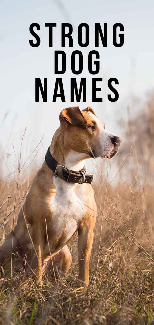 Strong Dog Names Perfect Names For Powerful Pets