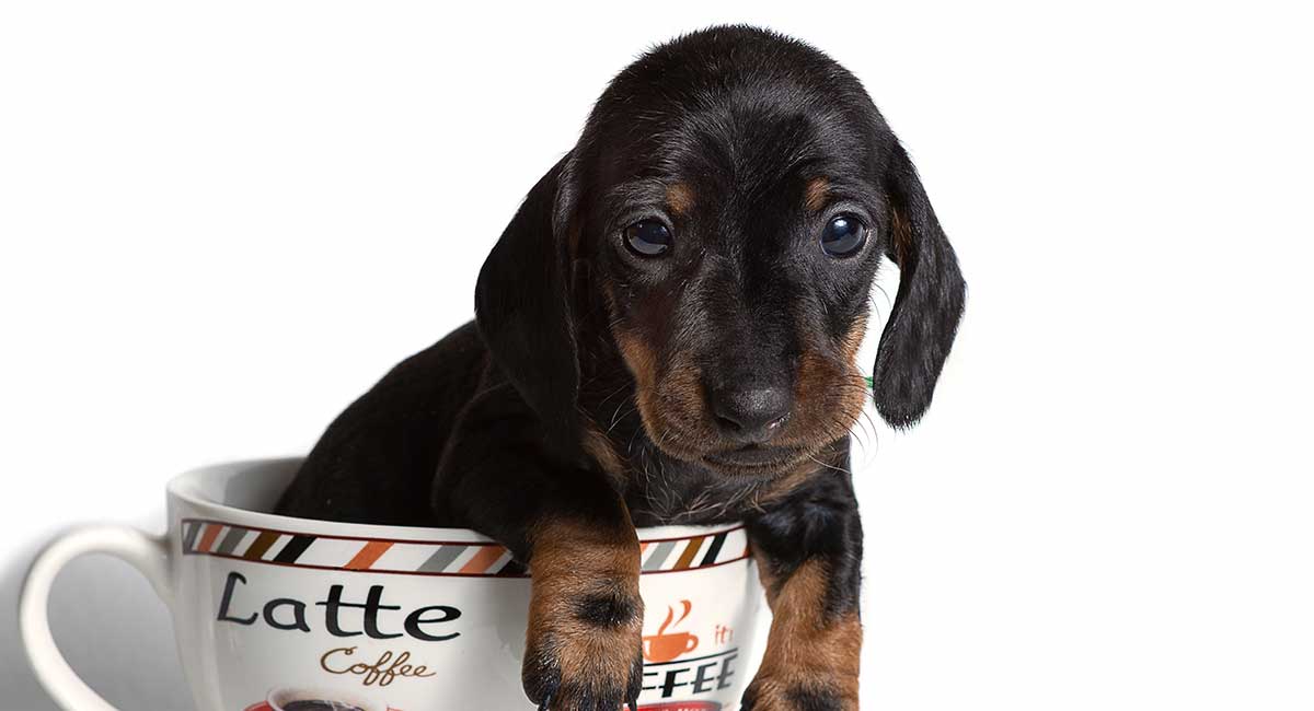 teacup dachshund