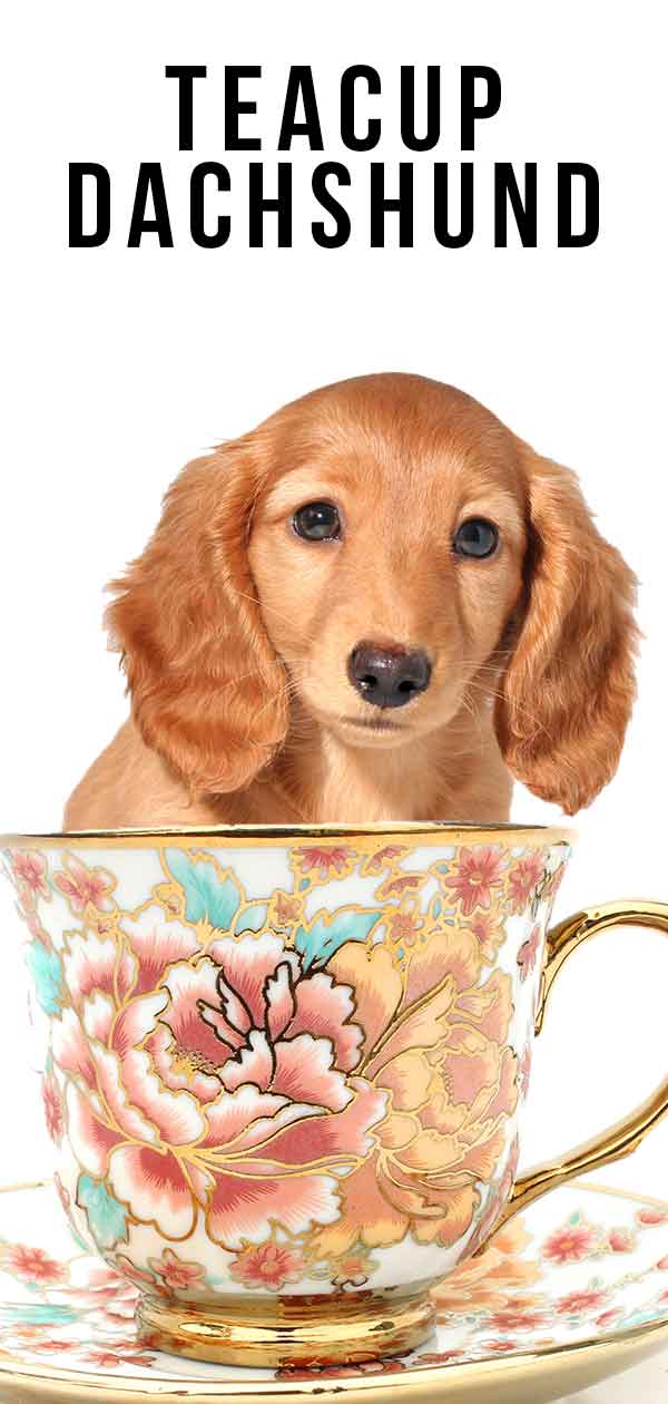 teacup weenie